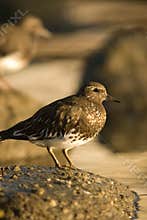 Black turnstone. shoreline