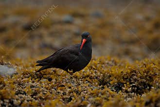 Black oystercatcher on seaweed