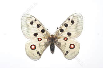 Parnassius Apollo