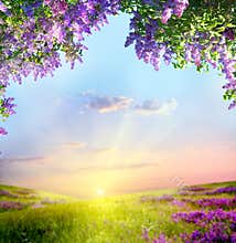 Spring landscape
