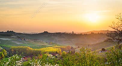 Le Langhe, Barbaresco (Piemonte, Italy)