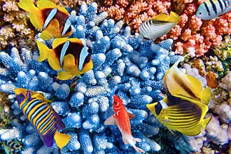 Underwater world with corals and tropical fish.
