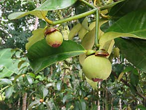 Mangosteen