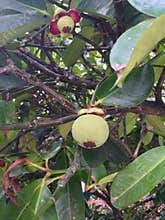 Mangosteen