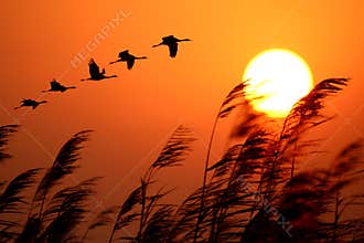 Sunrise