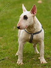 Dog portrait ( Bull terrier )