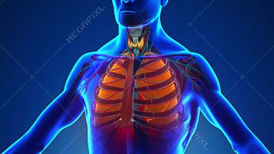 Anatomy of Human Lungs - Medical X-Ray Scan