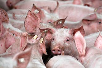 Piglets from a pig breeding farm