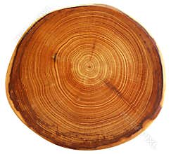 Beautiful cut of tree