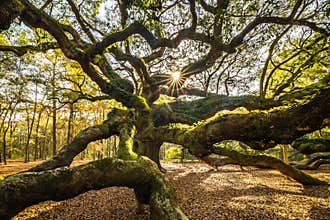 Angel Oak Tree