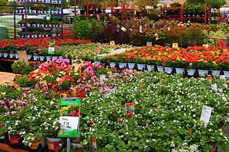 Home Depot Nursery
