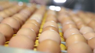 Egg production line