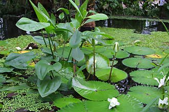 White water lilies in the Botanical gardens, Utrecht, Netherlands