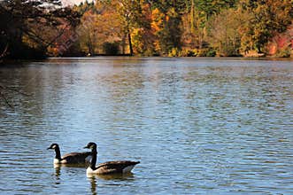 Geese in lake, Fall Foliage