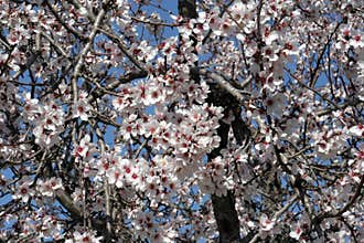 Almond trees