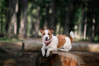 Dog Jack Russell Terrier walks on nature