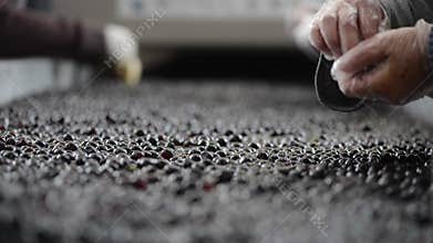 Grapes Harvest-on sorting table