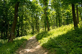 Forest in backlight with path