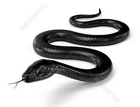 Black Snake with Green Eyes on White Background