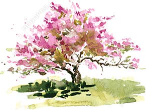 Cherry blossom tree