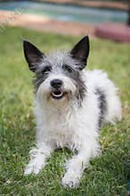 Scruffy terrier on the grass