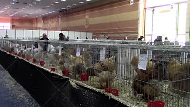 Pets show