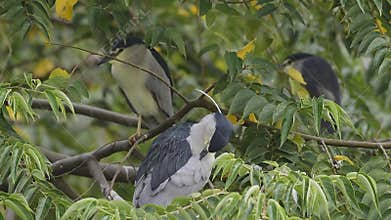 Black-crowned night heron (Taiwan birds ).