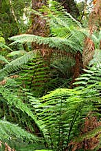 Mystic jungle feelings, Australasian