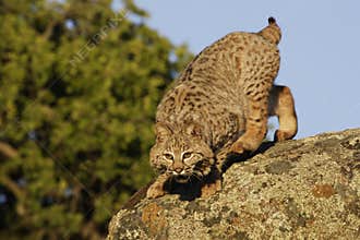 Bobcat Springing from Boulder