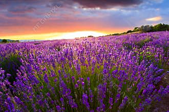 Sunset over a summer lavender field