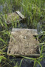 Forsters Tern Nests