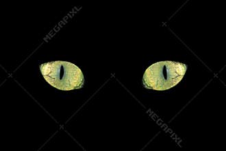 Cat eyes