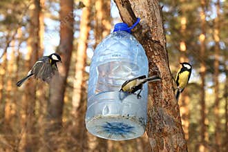 Birds feeding in winter