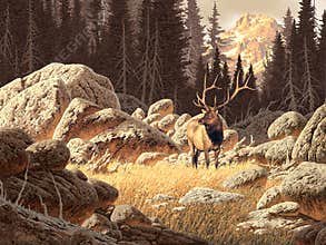 Yellowstone Elk