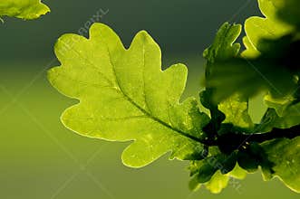 Oak Leaf`