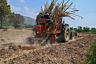 Sugar cane cultivate