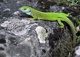 Lizard