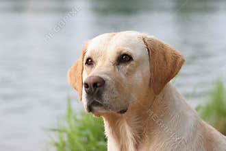 Labrador retriever