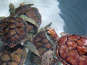 Green Sea Turtles-Group