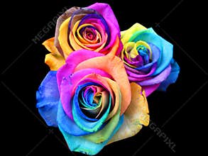 Rainbow roses