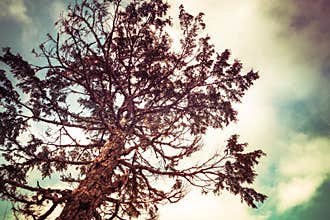 Hemlock Tree with Coloration