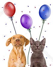 Puppy and kitten looking up at party favors