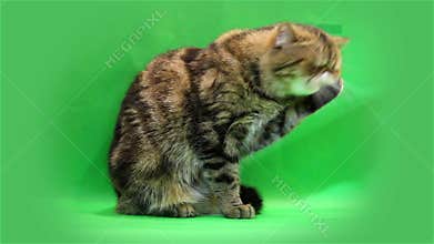 Exotic cat on a green background