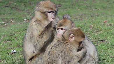 Beautiful Family of Young Monkeys Groom and Play - Barbary Macaques
