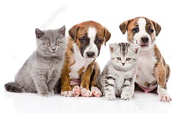 Group of cats and dogs sitting in front. isolated
