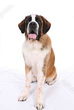 Big Saint Bernard