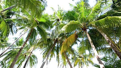 Tropical white sand beach with palm trees