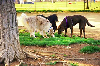 Dog Park