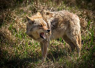 Angry Coyote with Open Mouth