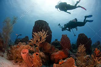 Divers and Reef